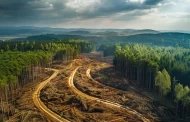 Miškų kirtimas: tarp atsakomybės ir darnaus vystymosi